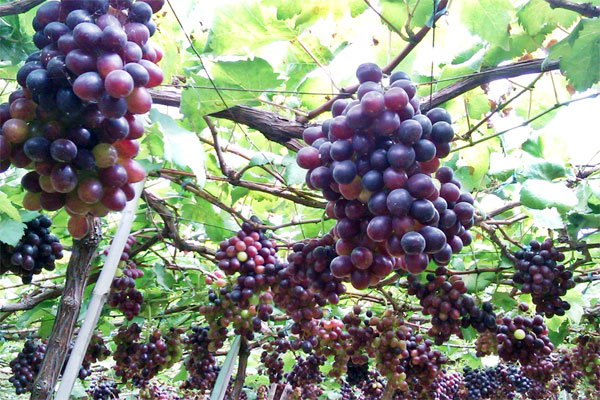 Vé máy bay giá rẻ tháng 7